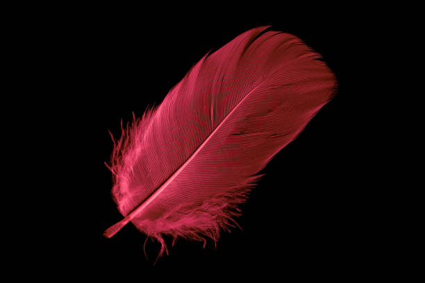 istock a red goose feather on a black isolated background 1396071949