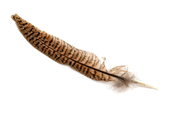 brown feather of a hen on a white background