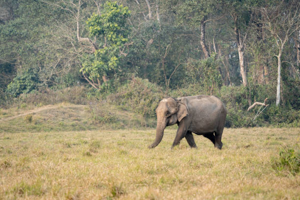 istock Elephant Walking in the Grasslands 1396072119
