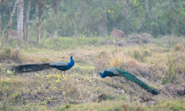 istock Indian Peafowl in the Jungle 1396072138