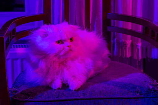Blue and Purple Light-Scottish fold long hair cat and Persian cat mixed Persittish kitten