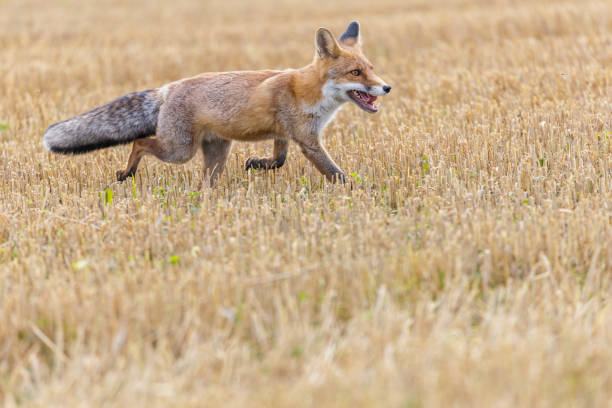 istock Red fox is running on a yellow stubble. 1396078428