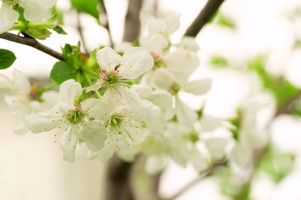 istock Apricot branch with white flowers on a light 1396078507