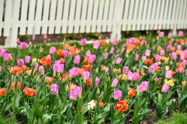 istock tulip flower garden in springtime 1396079020