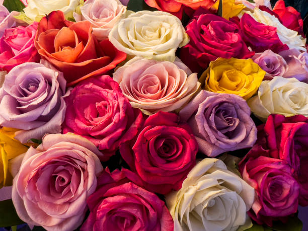 mazzo di belle rose, primo piano - dozen roses immagine foto e immagini stock