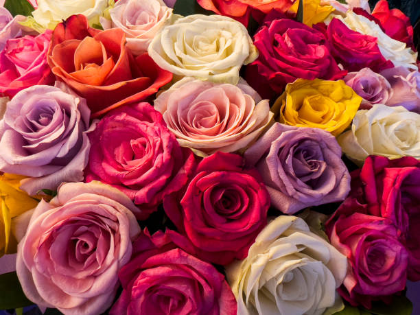 Bunch of beautiful roses, Close up Bunch of beautiful roses, Close up bed of roses stock pictures, royalty-free photos & images