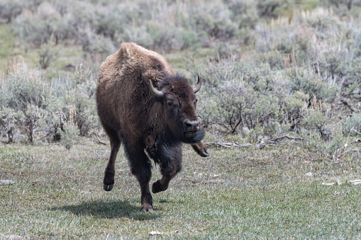 Bison bull running fast in direction of camera in Yellowstone National Park in Wyoming near Montana in northwestern United States of America (USA).