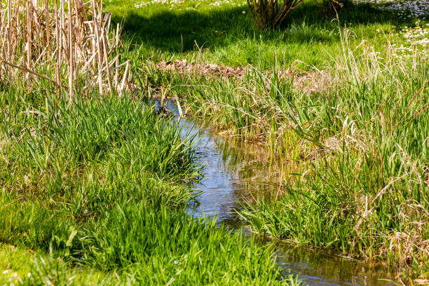 istock An idyllic stream with grass and reeds in spring sunshine 1396080786