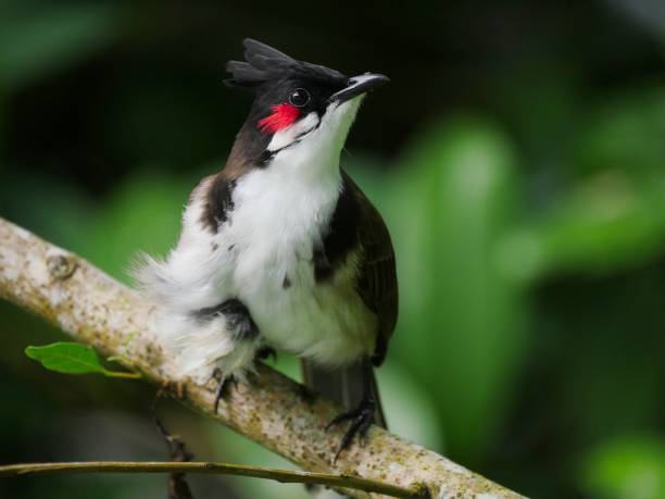 istock Closeup of a red whiskered bulbul bird looking at camera 1396081746