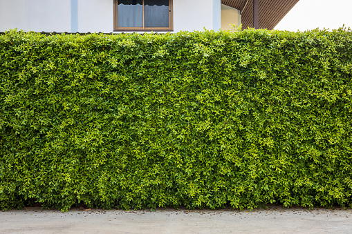 Meeting of two different hedges in a suburban area called Ishøj south of Copenhagen. This kind of hedge are very popular in districts with detached houses