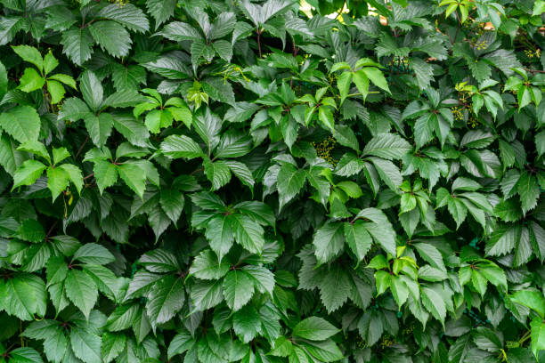istock Wall of green leaves 1396084514