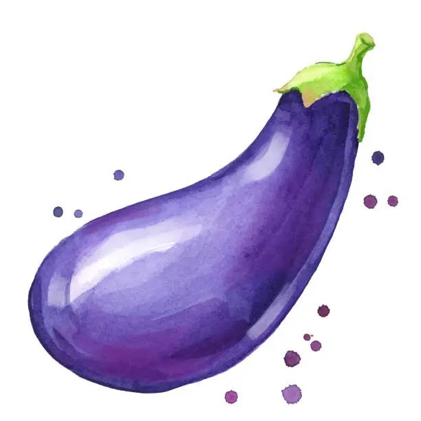 Vector illustration of Fresh eggplant watercolor painting hand painted