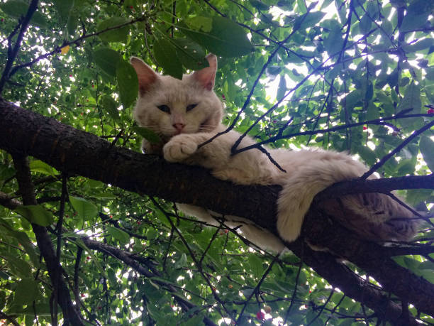 peach cat lies on a tree branch and looks into the frame stock photo