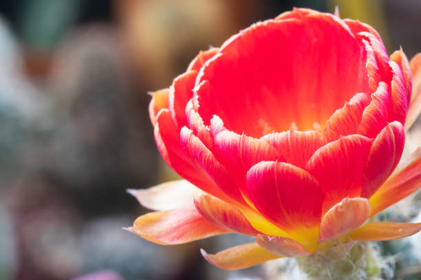 Red flower of Lobivia cactus. Macro concept.