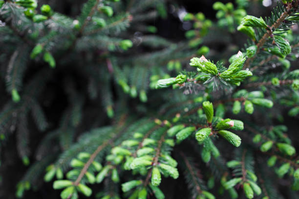 istock Norway spruce (Picea abies) branches with young shoots during spring . Natural background , soft focus 1396085454