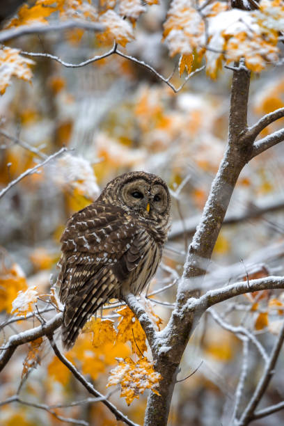 Barred owl perched in tree stock photo