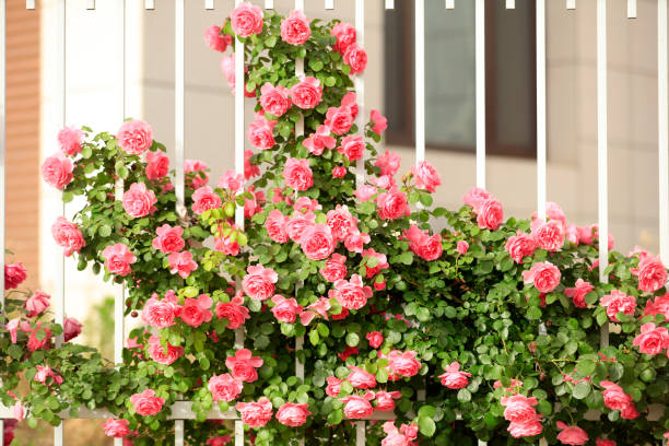 istock In the summer, rose is blooming 1396086523