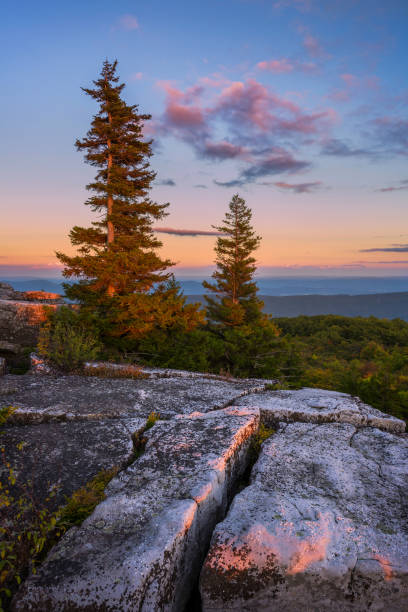 luce del tramonto su dolly sods wilderness - vertical forest national forest woods foto e immagini stock