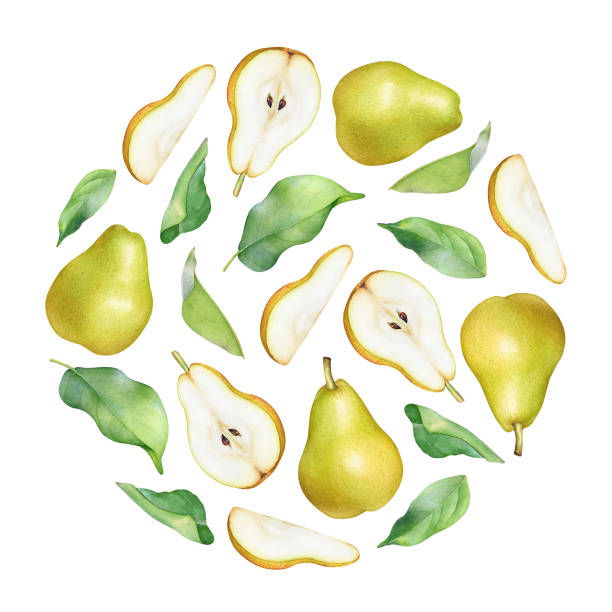 Round pattern with watercolor pears and leaves Watercolor pear fruit pattern design on white background. Useful for labels and package design pear dessert stock illustrations