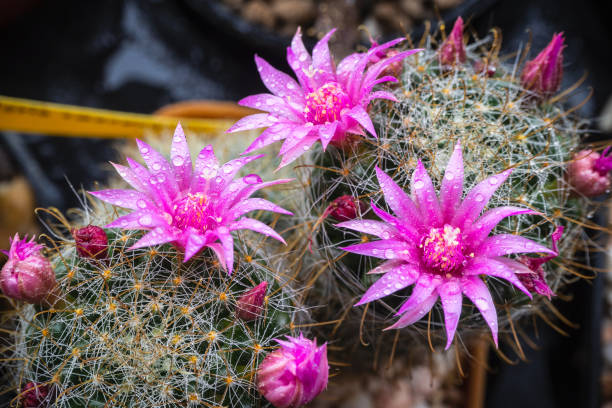 flores rosadas del cactus mammillaria - mammillaria cactus fotografías e imágenes de stock