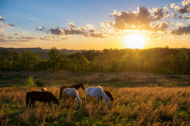 istock Wild horses grazing in the setting sun 1396087364