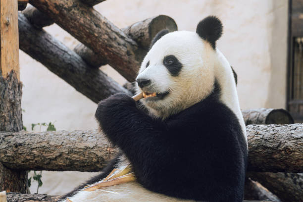 istock Giant panda holding and eating bamboo 1396087679