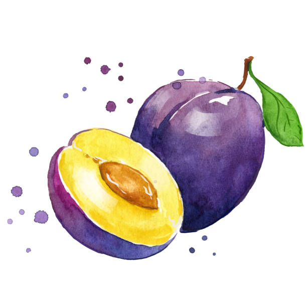Fresh plum watercolor painting hand painted Fresh plum watercolor painting hand painted plum stock illustrations