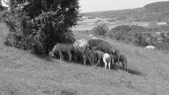 Sheep grazing on a hillside in summer, near Tübingen, Germany