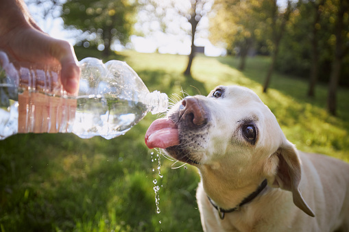 Perro bebiendo agua de botella de plástico en la naturaleza
