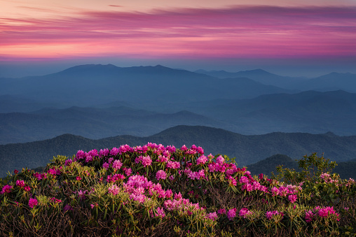 Sunrise over blooming rhododendron bushes along the Appalachian Trail near Carvers Gap in Tennessee
