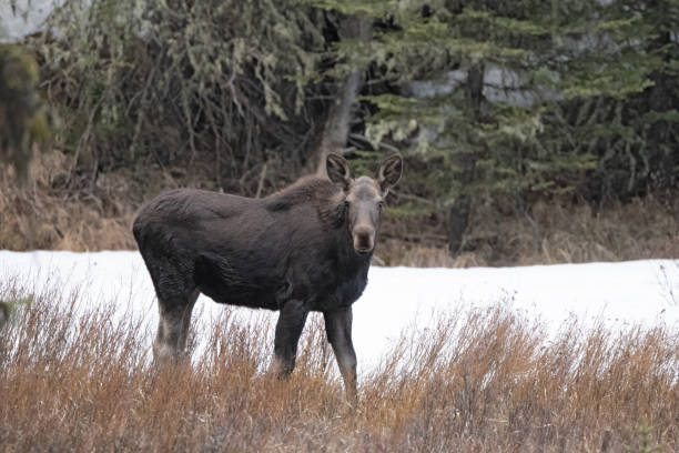 istock Female moose (cow) was grazing then looked up at camera 1396088643