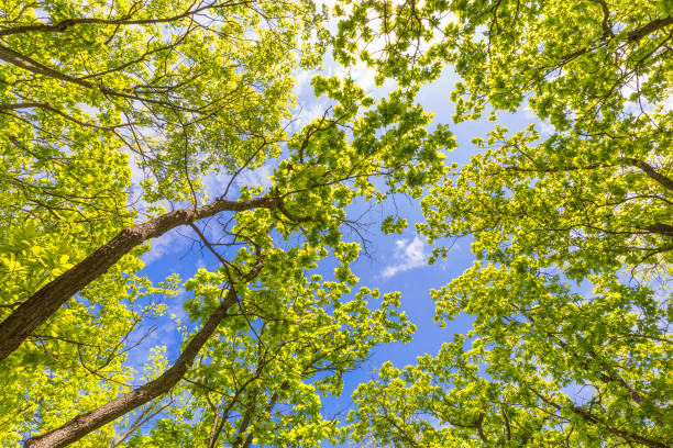 istock Crown of trees in spring in the forest 1396088687
