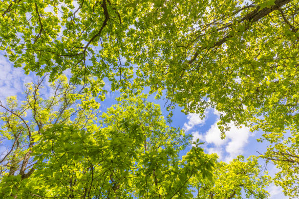 istock Crown of trees in spring in the forest 1396088705