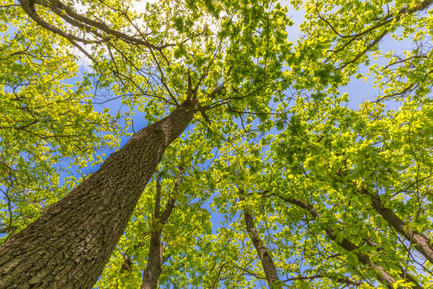 istock Crown of trees in spring in the forest 1396088751