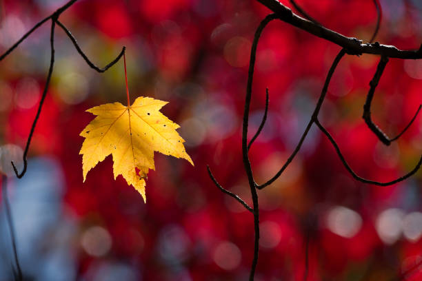 A single yellow maple leaf against red maple leaves and blue sky stock photo