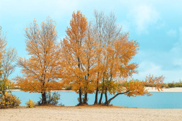 istock Autumn landscape over the river, yellowed trees along the beach 1396088833