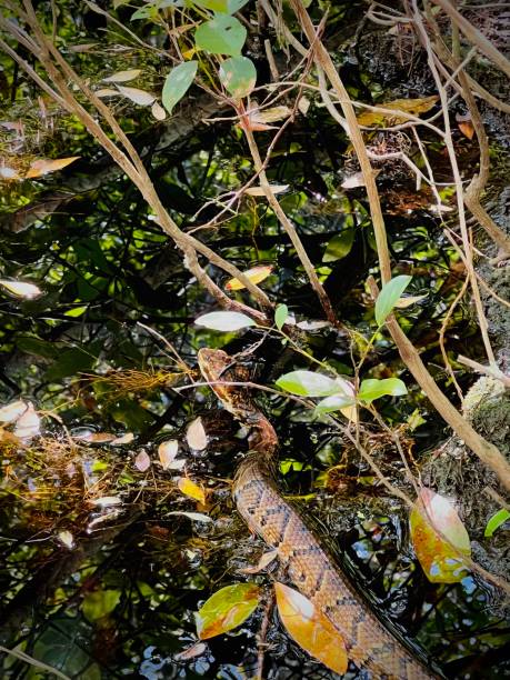 Copperhead snake Venemous copperhead snake spotted in the wild. It’s using camouflage and remaining very still for the purpose of ambushing prey, as well as hiding from predators and humans. southern copperhead stock pictures, royalty-free photos & images