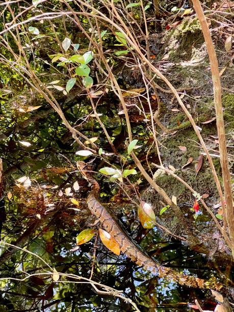 Copperhead snake Venemous copperhead snake spotted in the wild. It’s using camouflage and remaining very still for the purpose of ambushing prey, as well as hiding from predators and humans. southern copperhead stock pictures, royalty-free photos & images