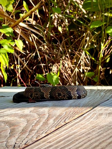 Copperhead snake Venemous copperhead snake spotted in the wild. It’s using camouflage and remaining very still for the purpose of ambushing prey, as well as hiding from predators and humans. southern copperhead stock pictures, royalty-free photos & images