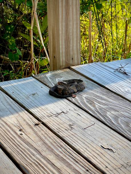 Copperhead snake Venemous copperhead snake spotted in the wild. It’s using camouflage and remaining very still for the purpose of ambushing prey, as well as hiding from predators and humans. southern copperhead stock pictures, royalty-free photos & images