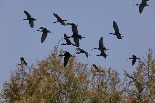 A flock of near-silhouetted Glossy Ibis, Plegadis falcinellus, in flight against a clear, blue sky. Photographed in Coto Doñana, Andalucía / Andalusia, southern Spain