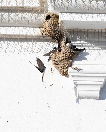 A small colony of House Martins, Delichon urbicum. The birds have positioned thier mud nests on the wall between contraptions placed on the wall to deter next-building. Some birds are in or on their nest, and one is flying up towards the nests. El Rocio, Coto Doñana , Andalucía, Spain.