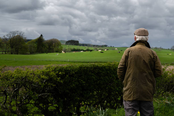 istock Retired man looking at beef cattle in a field 1396091012