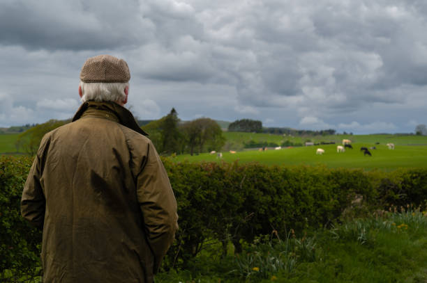 Retired man watching beef cattle in a field