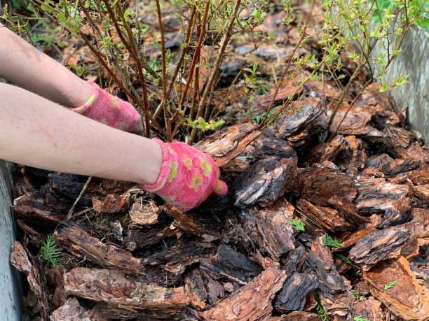 istock Mulching garden beds with pine bark pieces. 1396091047