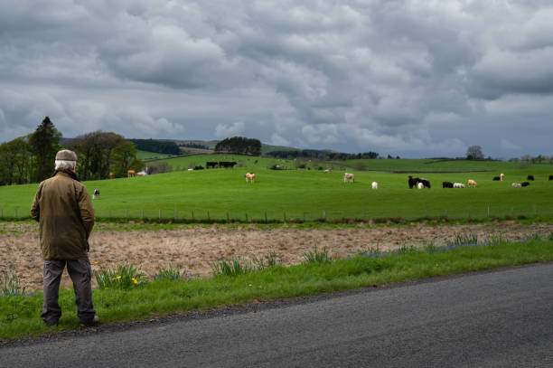 istock Senior man looking at a field with beef cattle 1396091063