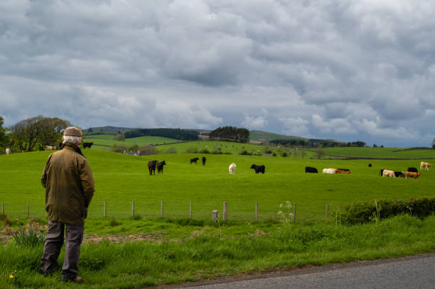 istock Mature man looking at a field with beef cattle 1396091082