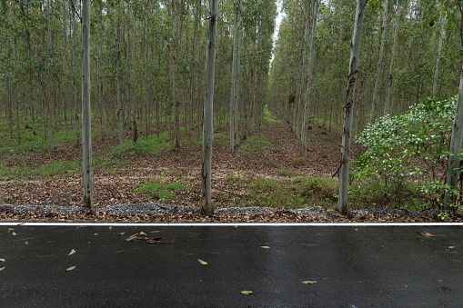 Horizontal view of wet asphalt road in Thailand. Environment of rainy time. and background farmland of eucalyptus trees.