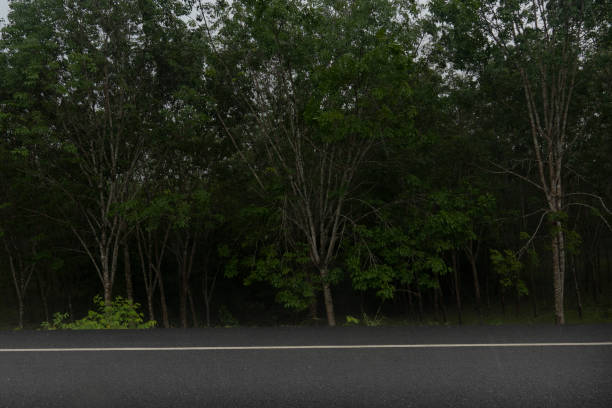 Horizontal view of Asphalt road rainy time in Thailand. Front ground of green grass. Agricultural area of rubber trees. stock photo