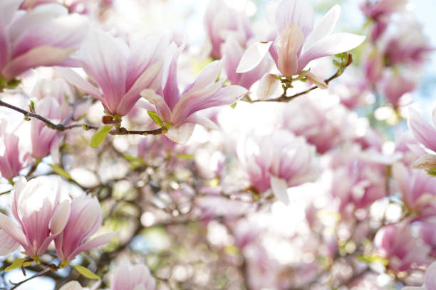 árbol de magnolia en flor en primavera sobre fondo blanco pastel bokeh - tree magnolia vibrant color close up fotografías e imágenes de stock